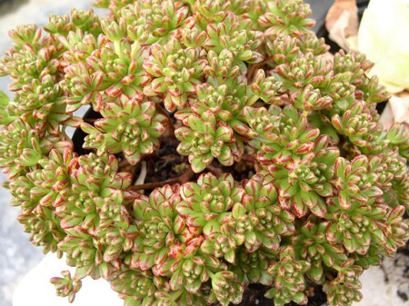 Aeonium SEDIFOLIUM или Эониум Очитколистный