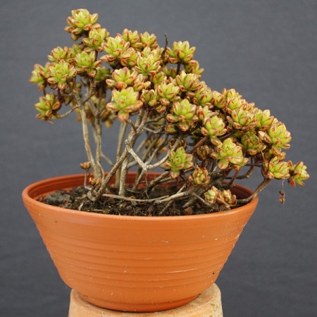 Aeonium SEDIFOLIUM или Эониум Очитколистный