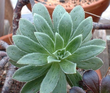 Aeonium SIMSII или Эониум Симса