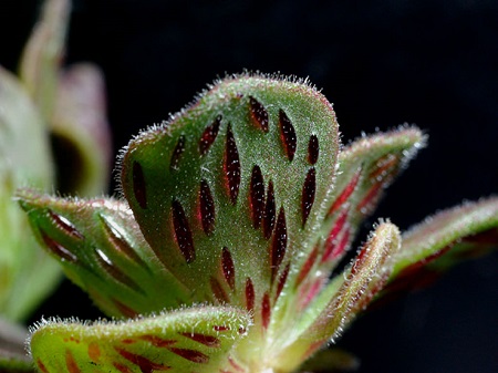 Aeonium SMITHII или Аэониум Смита