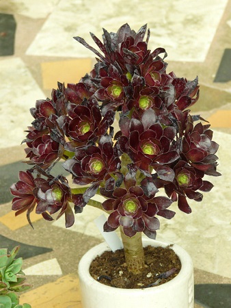 Aeonium VELOURS или Эониум Велюр