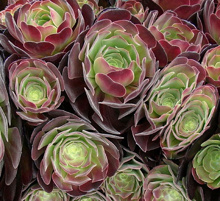 Aeonium VELOURS или Эониум Велюр