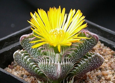 Faucaria ALBIDENS или Фаукария Белозубая