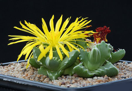 Faucaria ALBIDENS или Фаукария Белозубая