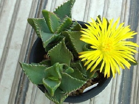 Faucaria BRITTENIAE или Фаукария Бриттена