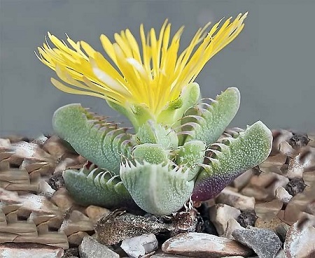 Faucaria BRITTENIAE или Фаукария Бриттена