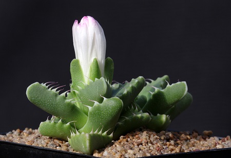 Faucaria FELINA или Фаукария Кошачья