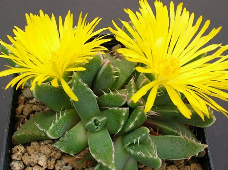 Faucaria FELINA или Фаукария Кошачья