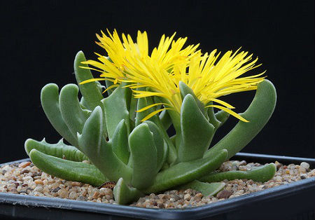 Faucaria PAUCIDENS или Фаукария Малозубчатая