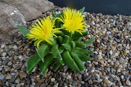 Faucaria PAUCIDENS или Фаукария Малозубчатая