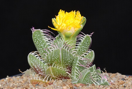 Faucaria TIGRINA или Фаукария Тигровая