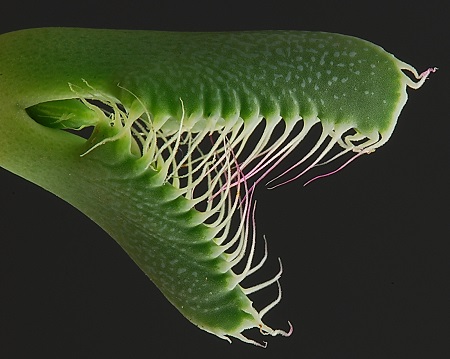 Faucaria TIGRINA или Фаукария Тигровая