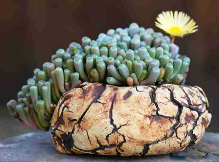FFenestraria RHOPHALOPHYLLA или Фенестрария Булаволистная