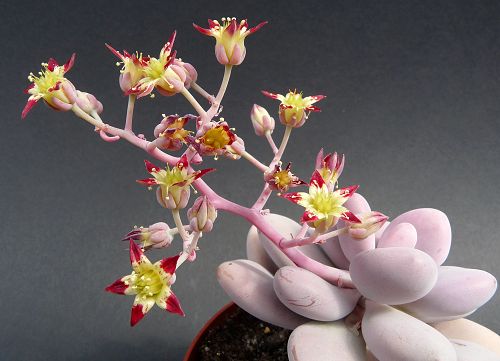 Graptopetalum AMETHYSTINUM или Граптопеталум Аметистовый