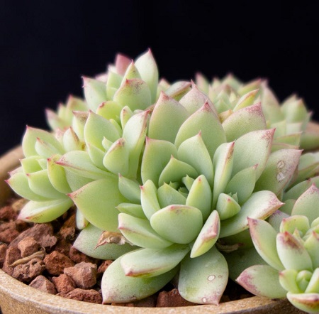 Graptopetalum MACDOUGALLII или Граптопеталум Мак-Дугала
