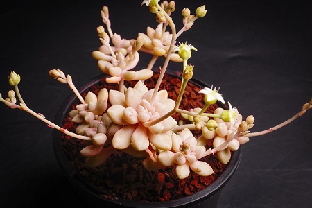 Graptopetalum MENDOZAE или Граптопеталум Мендосы