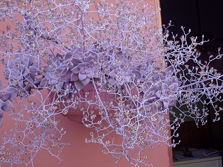 Graptopetalum PENTANDRUM или Граптопеталум Пятитычинковый