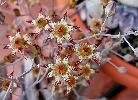 Graptopetalum PENTANDRUM или Граптопеталум Пятитычинковый