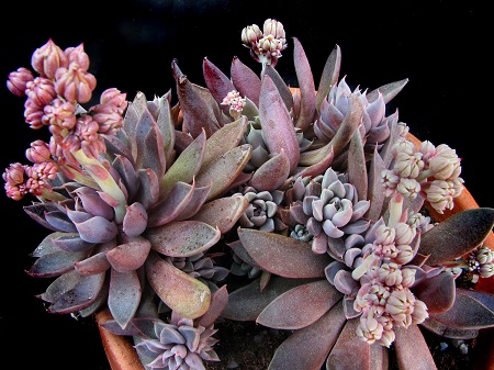 Graptopetalum RUSBYI или Граптопеталум Рушби