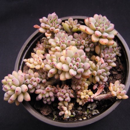 Graptopetalum PACHYPHYLLUM или Граптопеталум Толстолистный