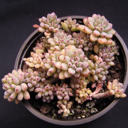 Graptopetalum PACHYPHYLLUM или Граптопеталум Толстолистный