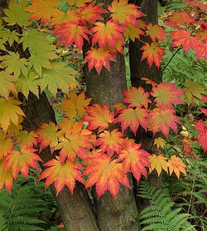 Acer PSEUDOSIEBOLDIANUM или Клен Ложнозибольдов