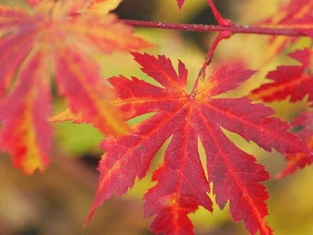 Acer PSEUDOSIEBOLDIANUM или Клен Ложнозибольдов