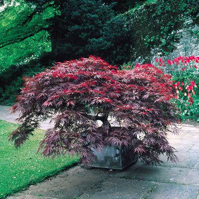 Acer Palmatum DISSECTUM