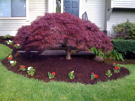 Acer Palmatum DISSECTUM