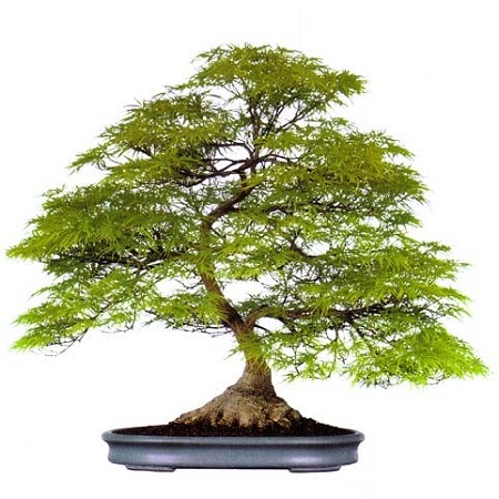 Acer Palmatum DISSECTUM или Клен Пальчатый Веерный