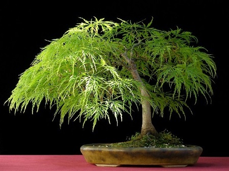 Acer Palmatum DISSECTUM или Клен Пальчатый Веерный