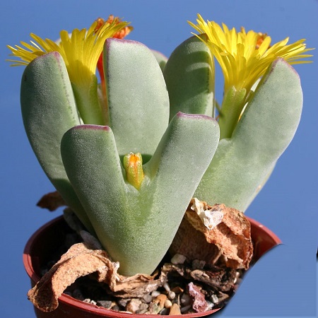 Conophytum CHRISTIANSENIANUM или Конофитум Христианский