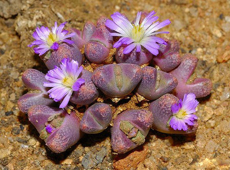 Conophytum TRIEBNERI ли Конофитум Требнера