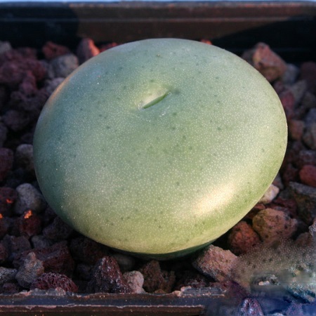 Conophytum ORNATUM или Конофитум Украшенный