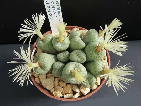 Conophytum UVAEFORME или Конофитум Виноградоподобный