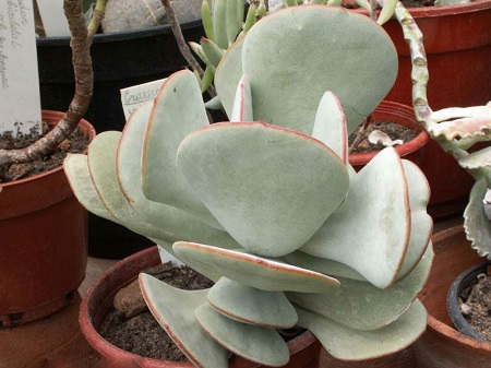 Cotyledon ORBICULATA v AUSANA или Котиледон Округлый АУСАНА