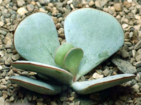 Cotyledon ORBICULATA v AUSANA или Котиледон Округлый АУСАНА