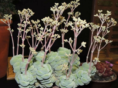 Crassula ALSTONII или Крассула Альстона