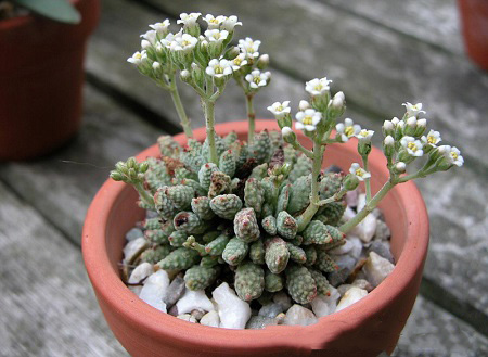 Crassula AUSENSIS v TITANOPSIS или Крассула Аусенсис