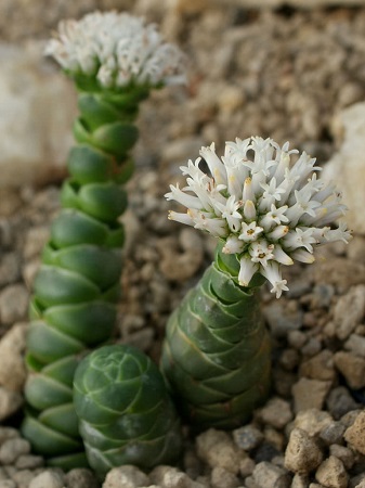 Crassula BARKLYI или Крассула Баркли