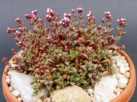 Crassula EXILIS или Крассула Извилистая