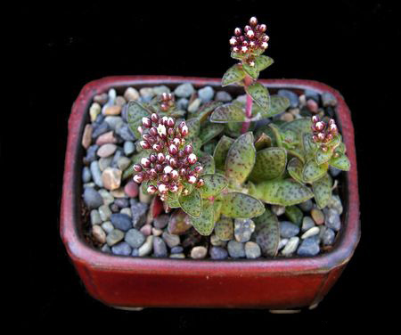 Crassula EXILIS или Крассула Извилистая