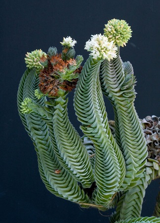 Crassula cv. KIMNACHII или Крассула Кимнача