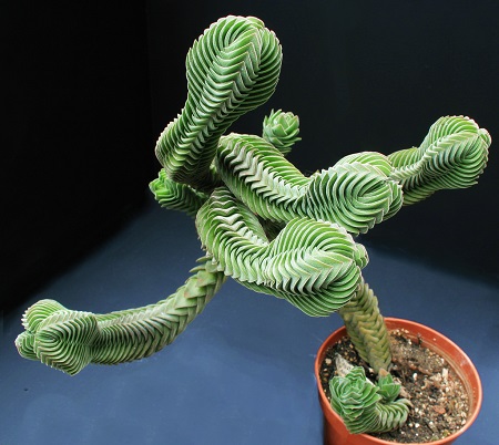 Crassula cv. KIMNACHII или Крассула Кимнача