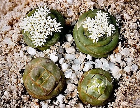 Crassula COLUMNARIS или Крассула Колончатая