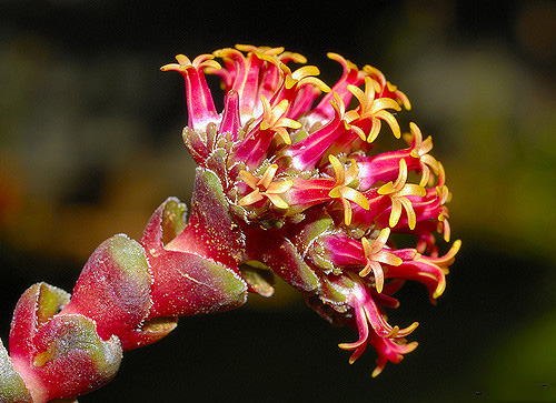 Crassula COLUMNARIS или Крассула Колончатая