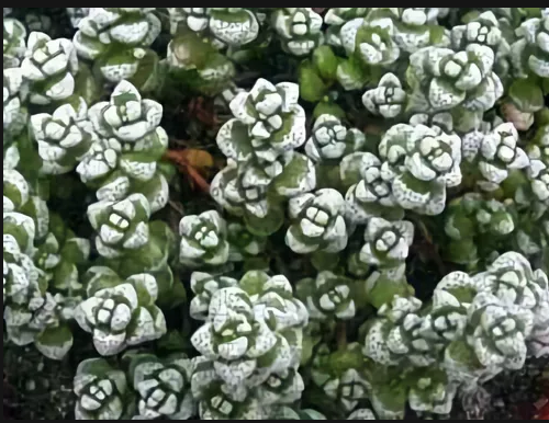 Crassula CORALLINA или Крассула Коралловая