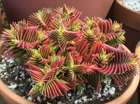 Crassula CAPITELLA или Крассула Мелкоголовчатая