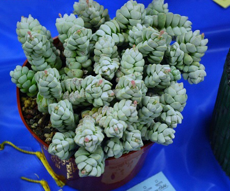 Crassula DECEPTOR или Крассула Обманчивая