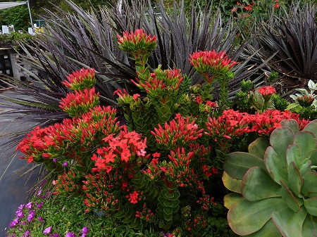 Crassula COCCINEA или Крассула Пунцовая